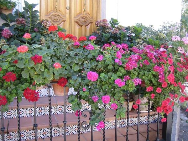 idées pratiques de balcon coloré fleurs roses rouges colorées