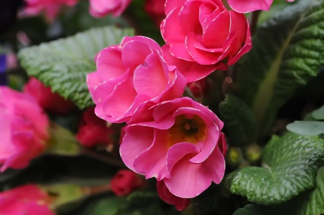 Primula - красиви и много ароматни цветя