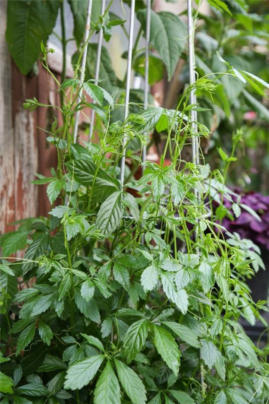 plante grimpante plante médicinale herbe de l'immortalité