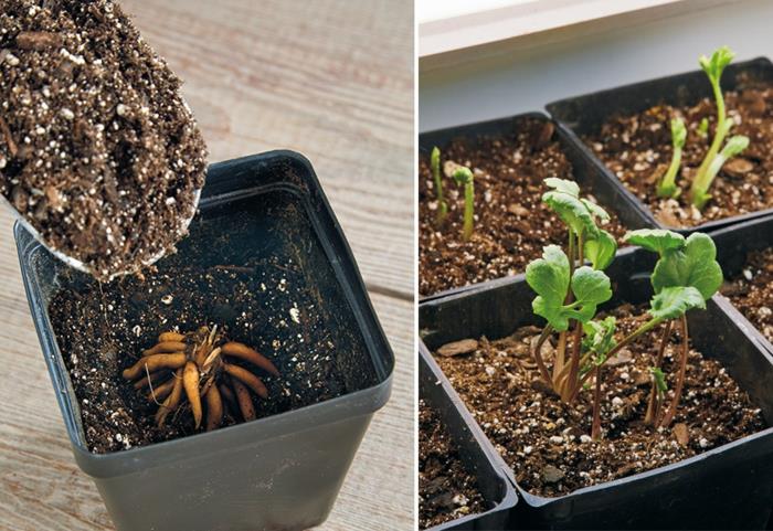 plantes de renoncule orange