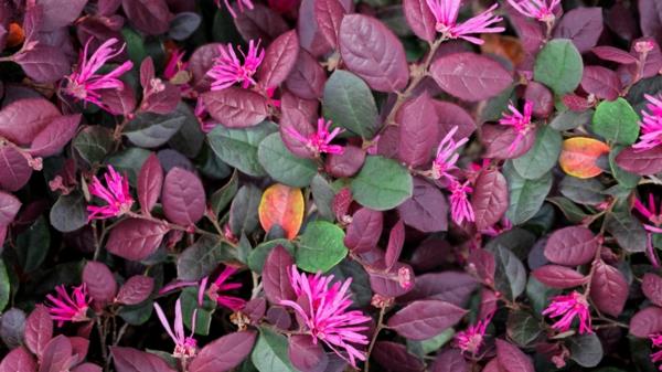 ceinture fleur loropetalum chinense arbustes à croissance rapide