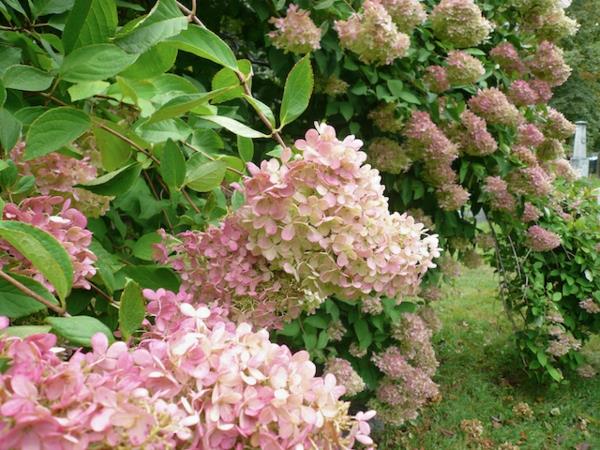 Hortensia paniculata grandiflora