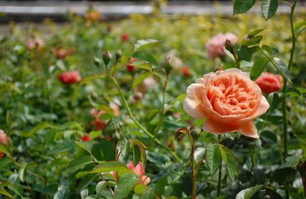 les roses sur la prairie fertilisent les roses