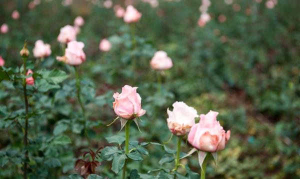 les roses fertilisent l'entretien du jardin