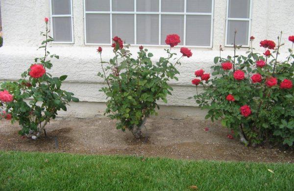roses fertiliser cour décoration d'intérieur
