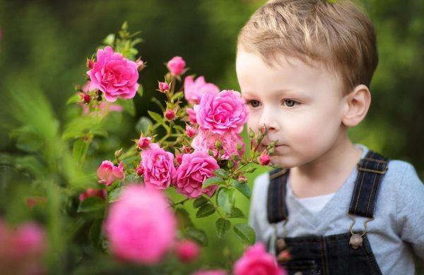 les roses fertilisent les idées de la maternelle