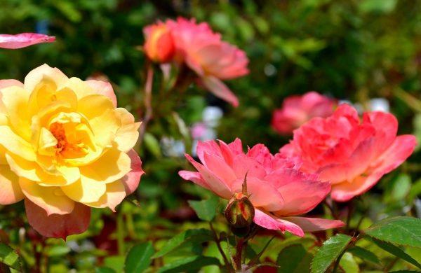 les roses fertilisent de belles fleurs