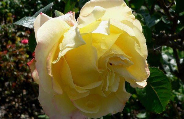 roses idées de jardin fertiliser les roses
