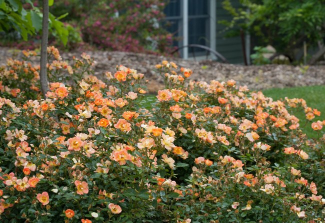 Živý plot ze sprejových růží čajové barvy