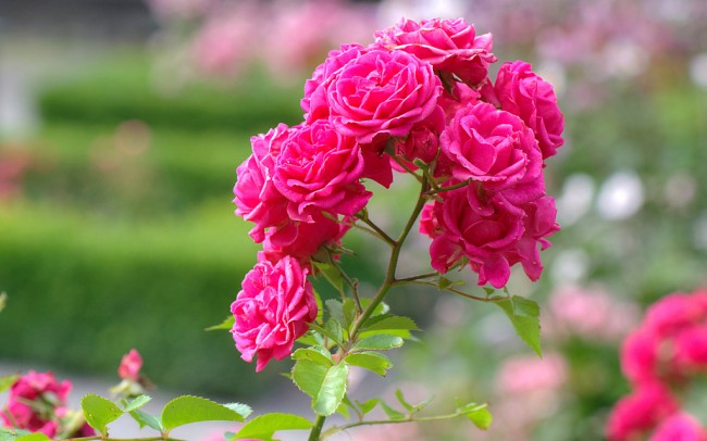 Fotografie keřových růží. růže