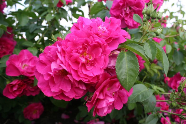 Žhavá růžová kanadská růže