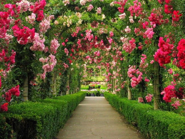Zahradní oblouk je jedním z nejpohodlnějších způsobů pěstování popínavých růží.