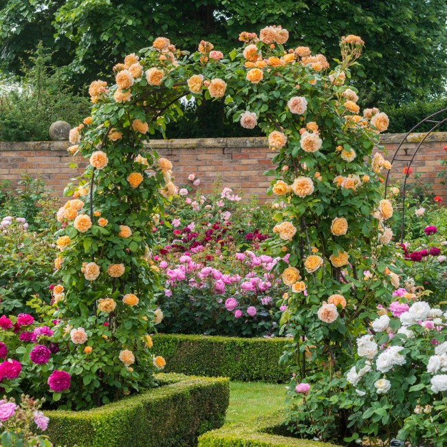 Pro každého, kdo někdy viděl kvetoucí keřové růže, je těžké odolat pokušení zasadit je do své zahrady.