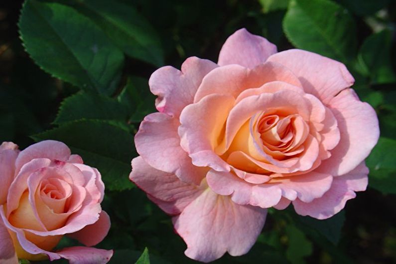 Rose Floribunda - Galaxy