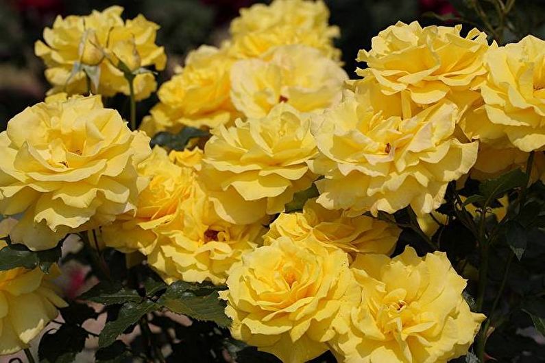 Rose Floribunda - Frisia