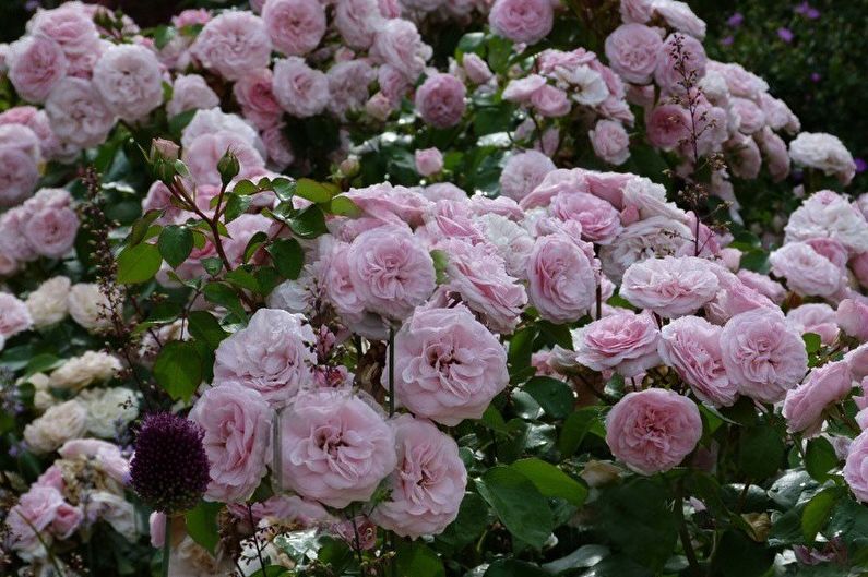 Rose Floribunda - Maria Theresia