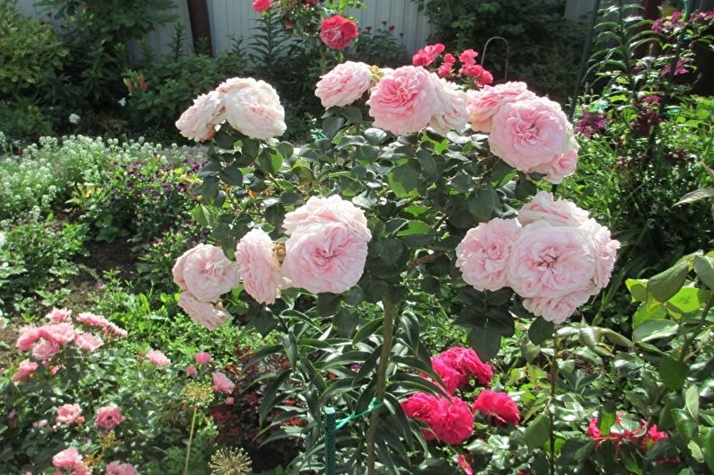 Rose Floribunda - Maria Theresia