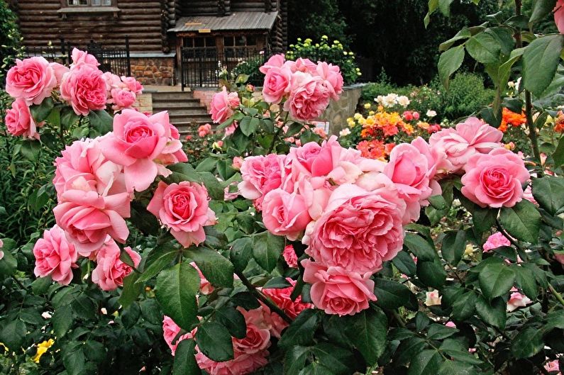 Rose Floribunda - obecné vlastnosti