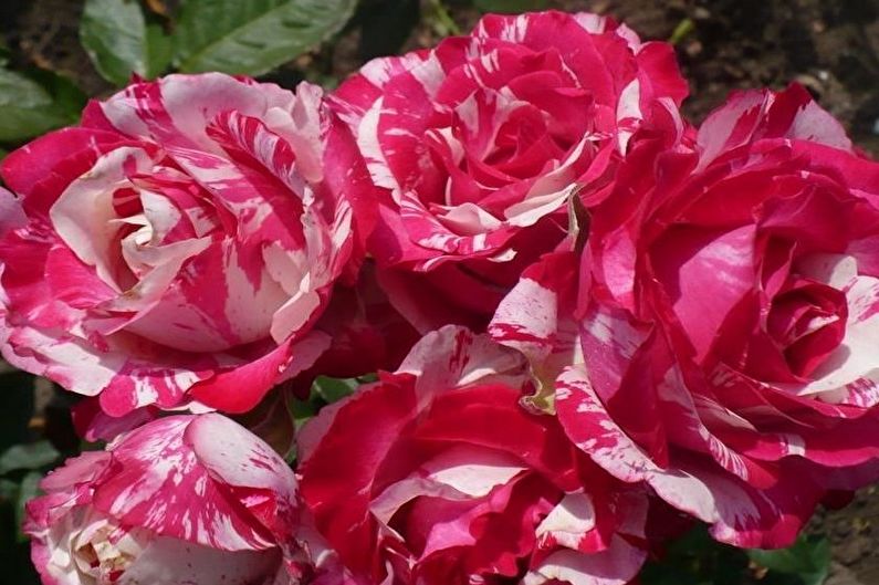 Rose Floribunda - nové odrůdy