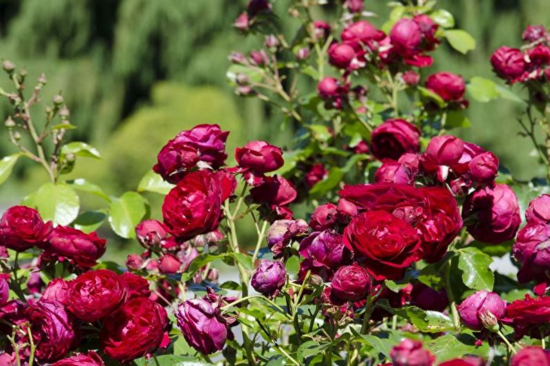 Péče o růže Floribunda