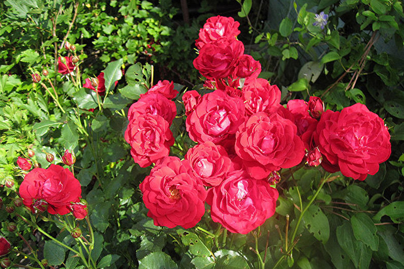 Rose Floribunda - kontrola škůdců a nemocí