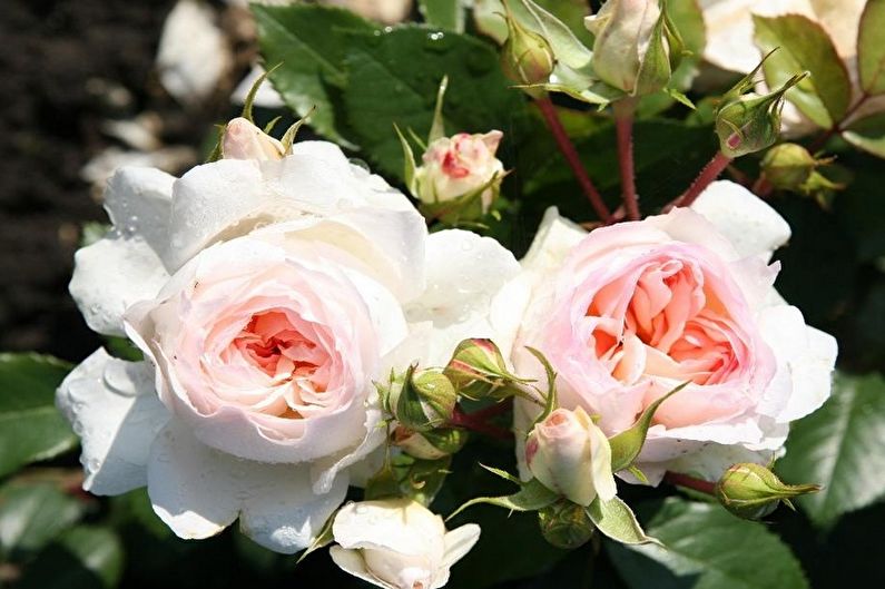 Fotografie Rose Floribunda