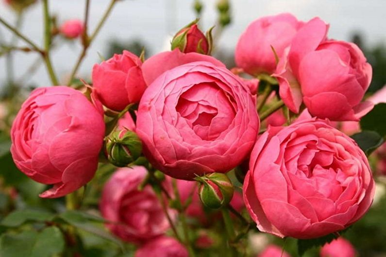 Rose Floribunda - fotografie