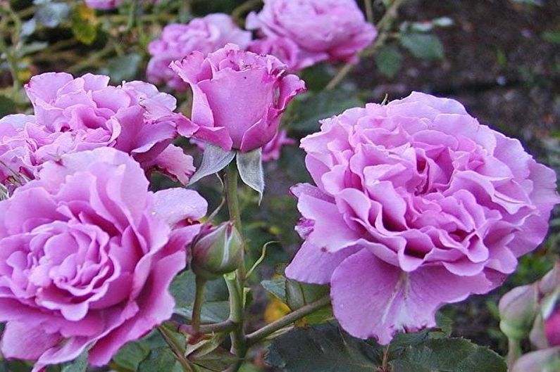 Rose Floribunda - obecné vlastnosti