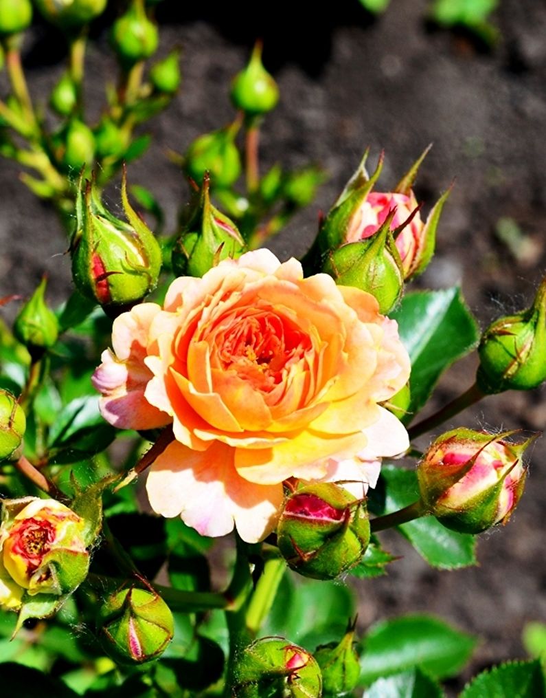 Rose Floribunda - fotografie