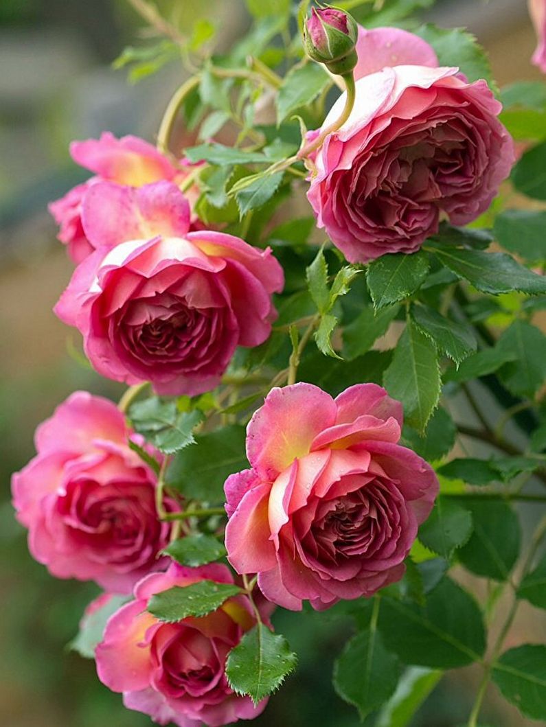 Rose Floribunda - fotografie