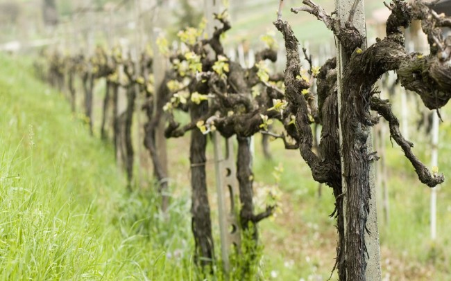 Резитбата на гроздето се извършва през пролетта