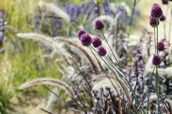 fleurs douces allium allium plante