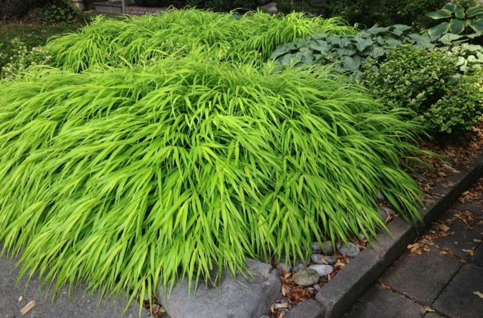 plantes d'ombre aureola herbe japonaise