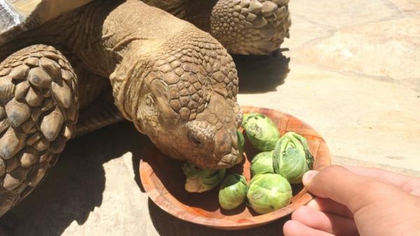 tortue comme nourriture pour animaux de compagnie