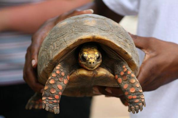 tortue comme animal de compagnie information intéressante