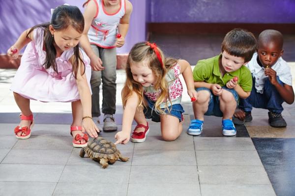 tortue comme animal de compagnie joie des enfants