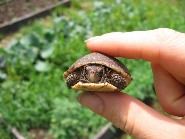 tortue comme animal de compagnie