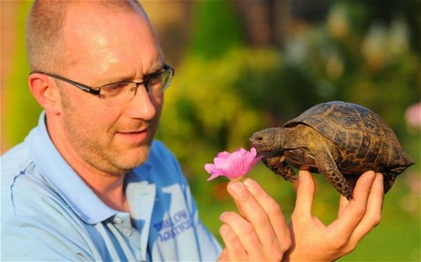 tortue comme animal de compagnie tendances du mode de vie