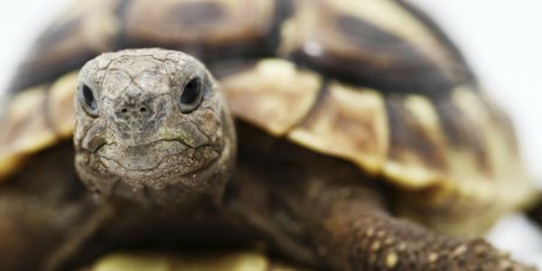 Apprenez des faits intéressants sur la tortue en tant qu'animal de compagnie