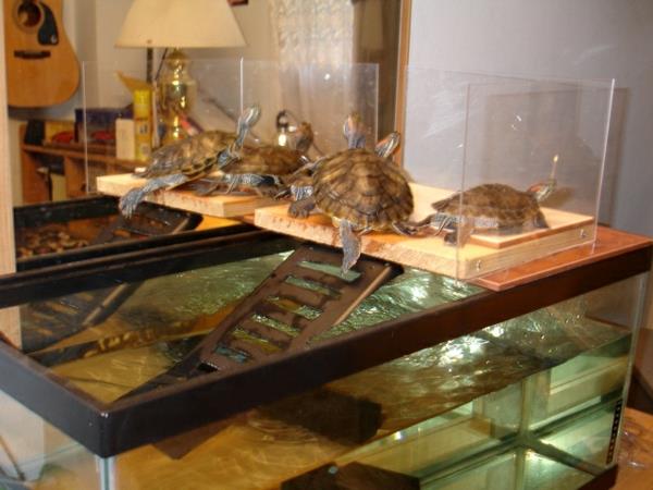 tortue animal de compagnie aquarium animaux de compagnie soins