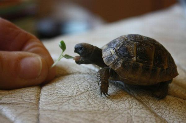 informations sur l'entretien des aliments pour animaux de compagnie pour tortues