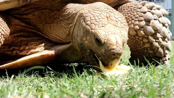 tortue animal de compagnie manger de l'herbe