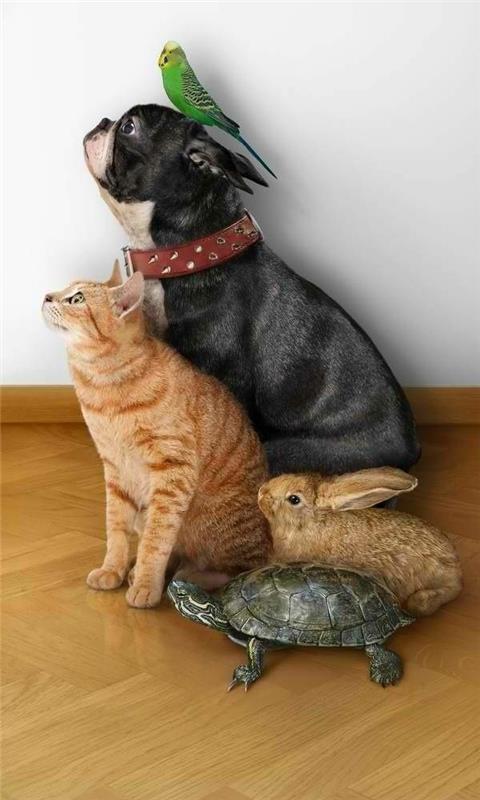 tortue animal de compagnie animaux de compagnie chat chien perroquet