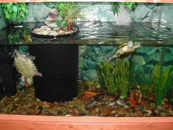 tortue animal de compagnie l'eau aquarium animaux soins