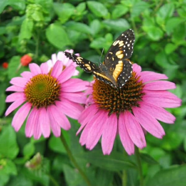 roślina motylkowa echinacea