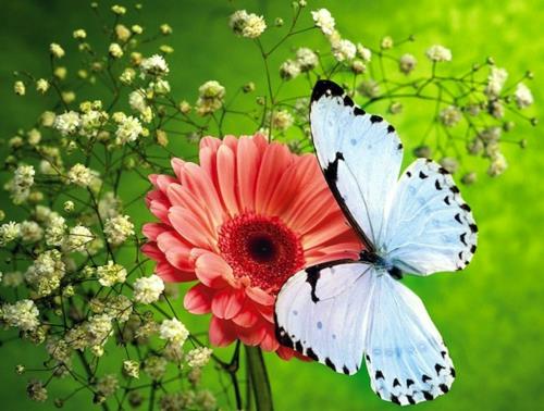 Przyciągaj motyle do pomysłów na ogród, porady ogrodnicze