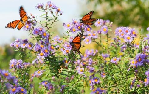 Motyle w ogrodzie przyciągają fioletowe kwiaty