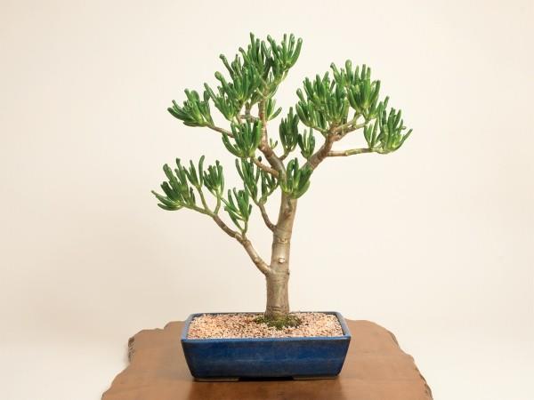 pięknie ukształtowane liście drzewka bonsai