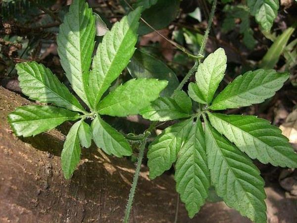 belle plante grimpante jiaogulan herbe d'immortalité