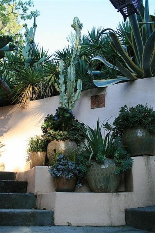 beaux cactus de clôture de jardin en béton